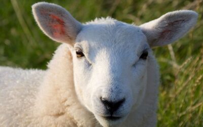 A personal stylist who says shop for wool!